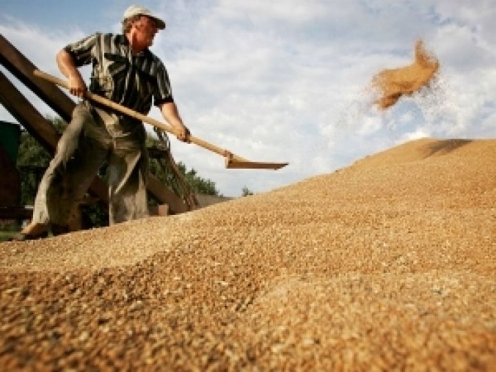 Азаров подтвердил украинский рекорд по урожаю зерновых
