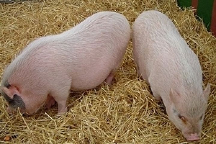 В Киевской области построят три свинокомплекса