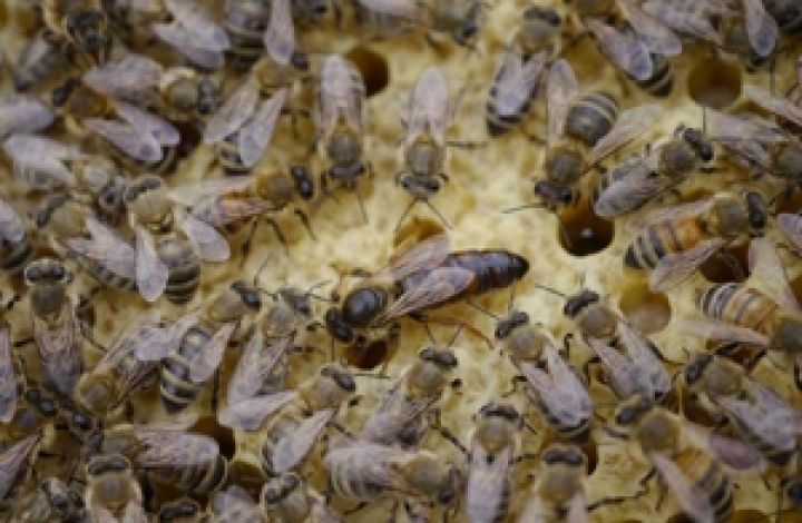 Разработка Bayer поможет защитить здоровье пчел