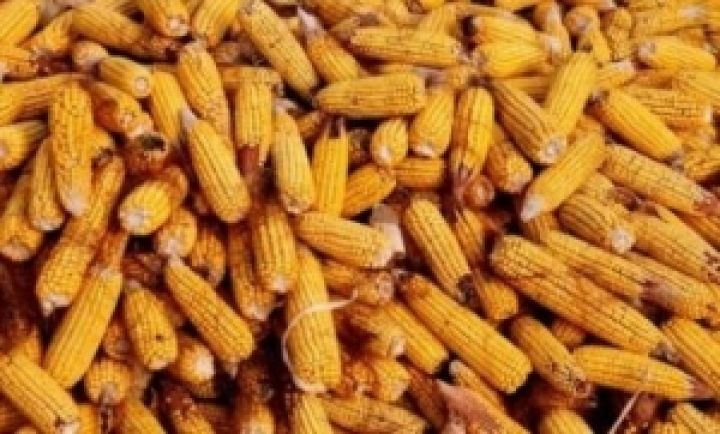 50% урожая кукурузы 2013 года уже законтрактовоно — Минагропрод