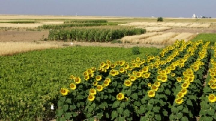 5,7 млн га сельхозугодий Украины используется без проектов севооборота — ГПУ