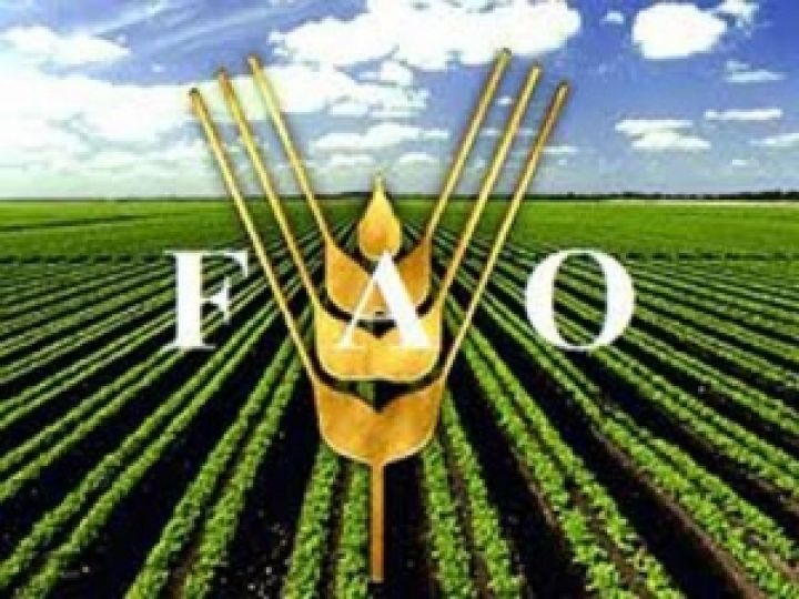 ФАО скорректировала прогнозы мирового производства зерна