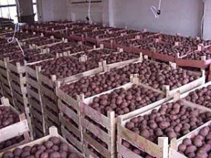 Закладка в хранилища поможет стабилизировать цены на картофель — Присяжнюк