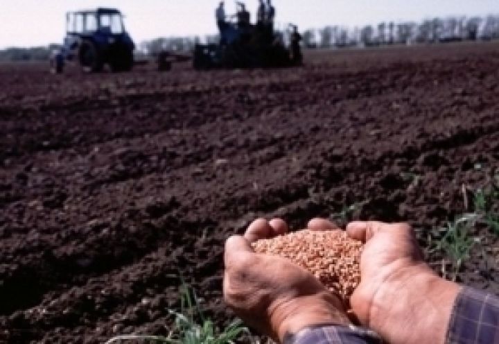 Украина сокращает отставание в темпах сева озимых