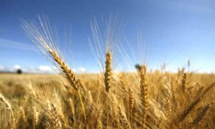 Россия будет договариваться с Украиной о создании зернового пула