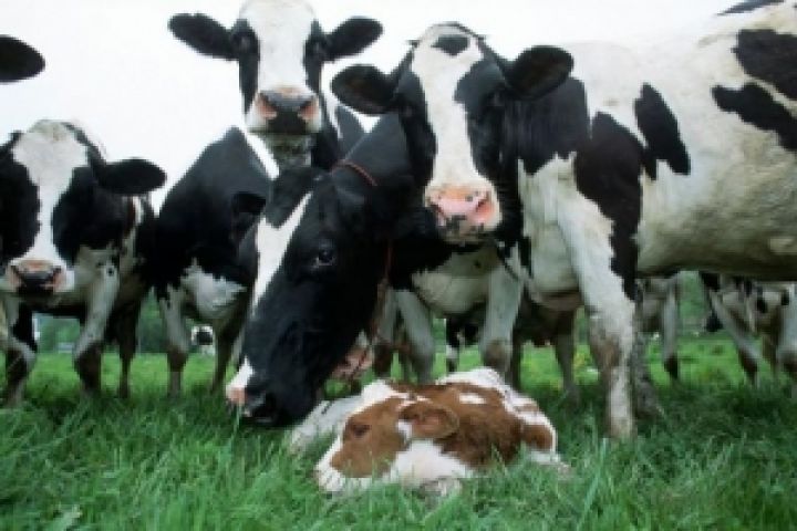 В Украине растет поголовье скота, свиней и птицы — Госстат