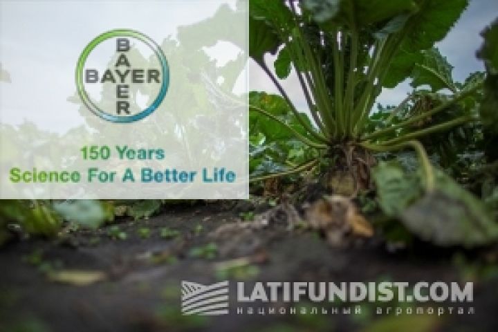 Bayer активно развивает линейку гербицидов для защиты свеклы