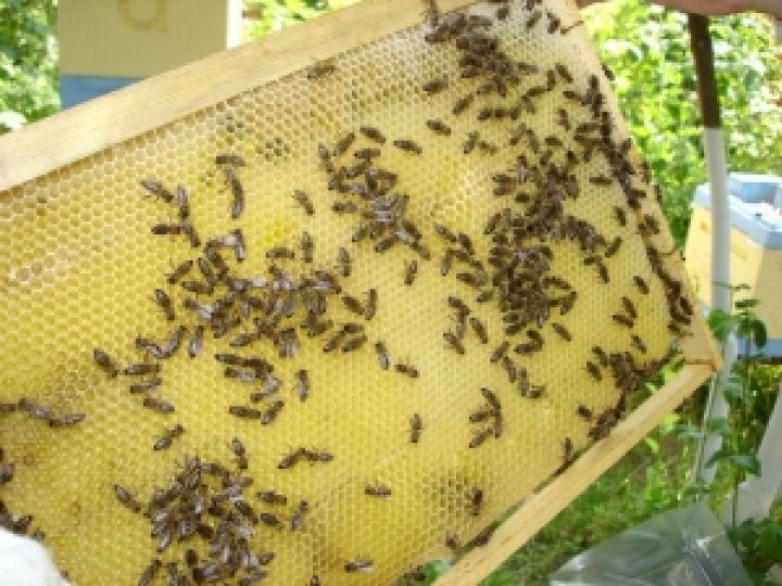 В Луганске открыли уникальный пчеловодческий комплекс