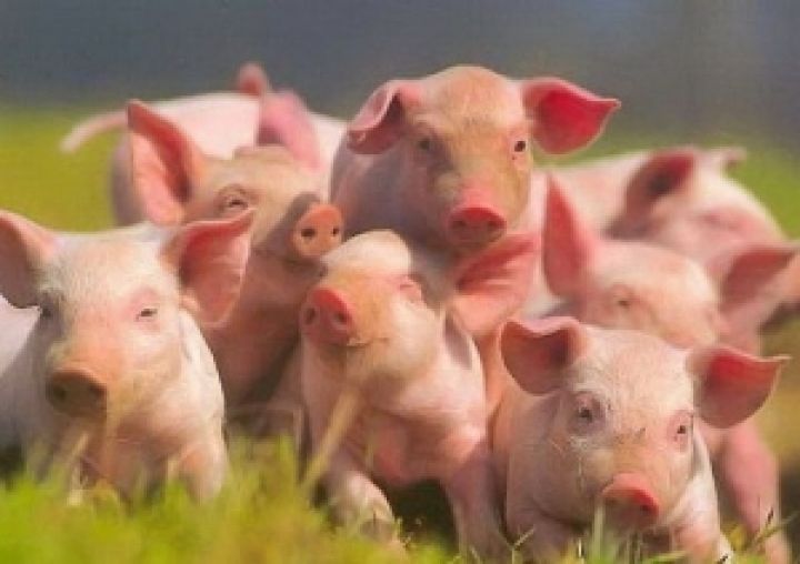 Мексика планирует стать мировым производителем свинины
