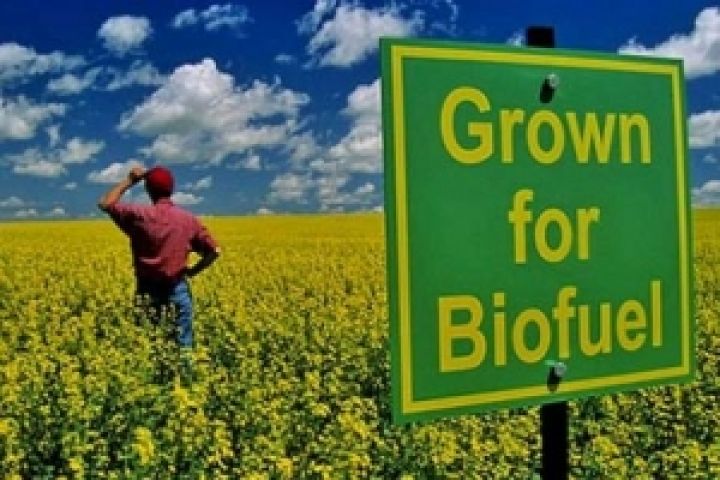 Производство биотоплива не должно подрывать продовольственную безопасность — ФАО