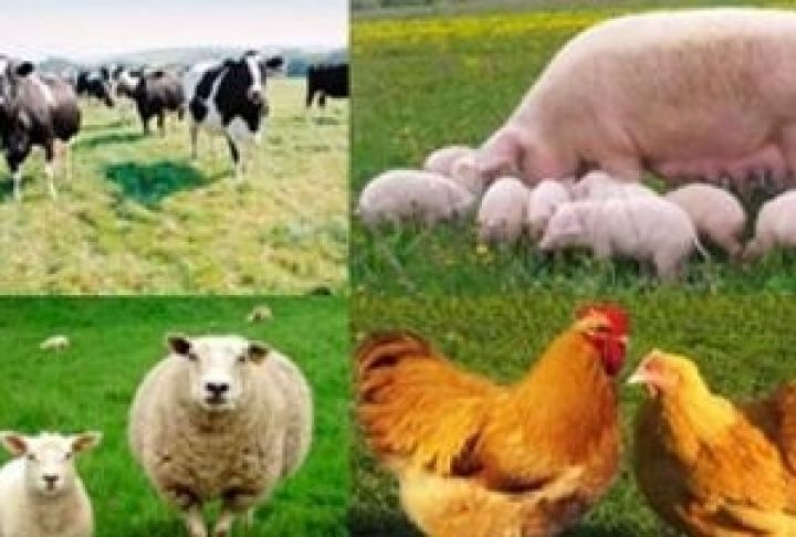 Сохранение налоговых льгот даст животноводству около 5 млрд грн — Присяжнюк