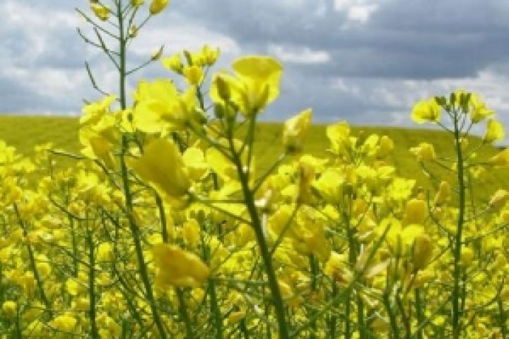 Мировой экспорт рапса увеличится за счет украинского урожая