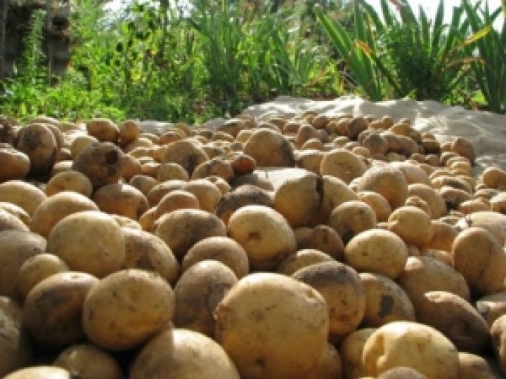 В Беларуси не уродил картофель