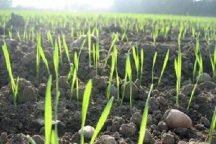 Для вегетации озимых в Украине сложились оптимальные погодные условия — эксперт
