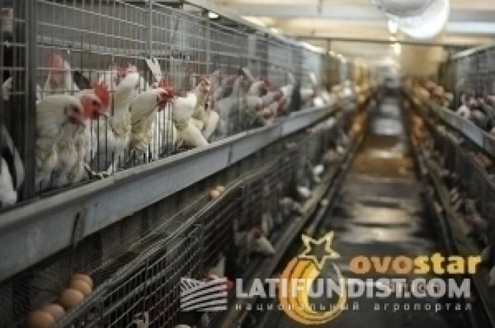Ovostar Union увеличил общее поголовье птицы на 22%