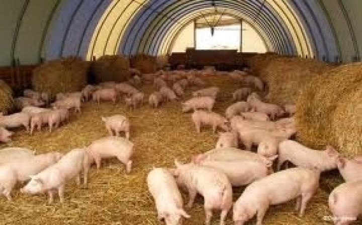 Поступление свиней на переработку возросло на четверть — УКАБ