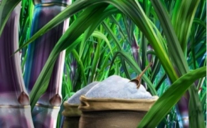 Куба планирует производить биотопливо из сахарного тростника