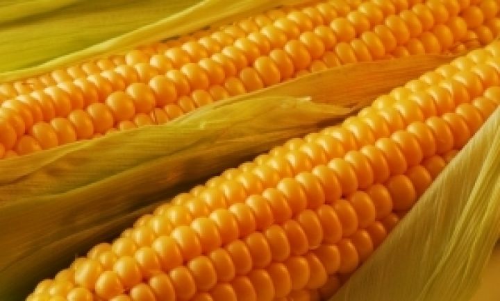 Минагропрод снизил интервенционные цены на кукурузу