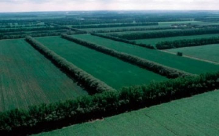 Агролесомелиорация позволит увеличить урожайность культур на четверть — эксперт