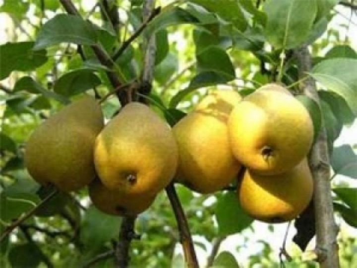 Госсельхозинспекция насчитала в Украине 3 тыс. предприятий по выращиванию фруктов