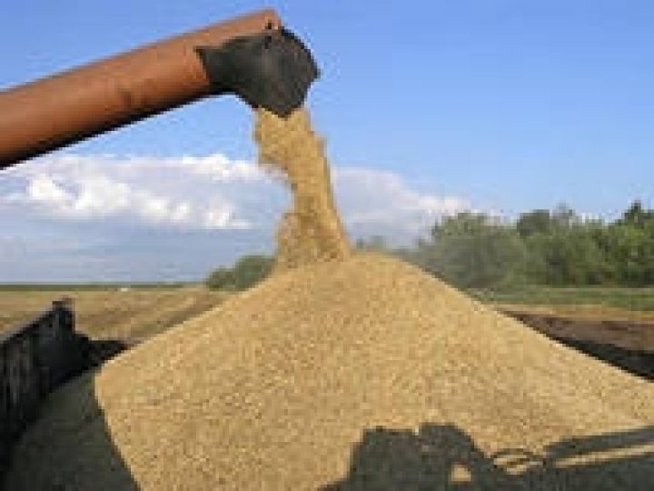 Украина намолотила более 50 млн т зерна