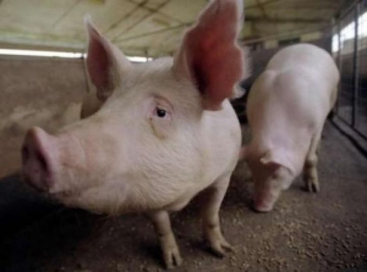 В 2020 г. производство свинины достигнет 1 млн т