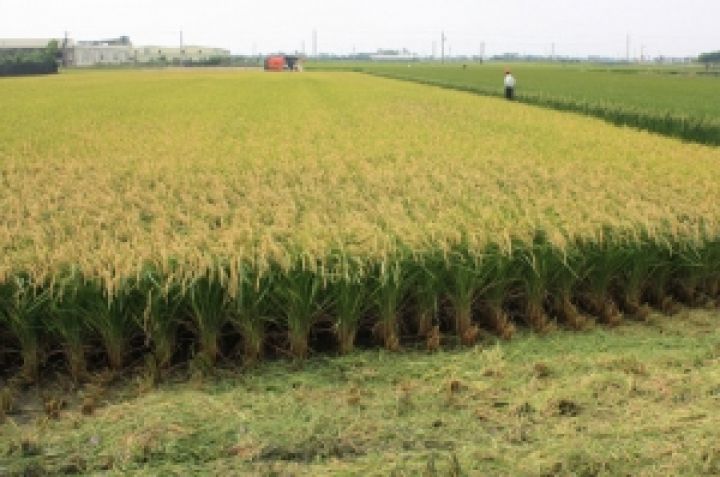 Херсонская область получила рекордный урожай рисай