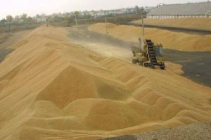 Сумщина соберет 3 млн т зерна