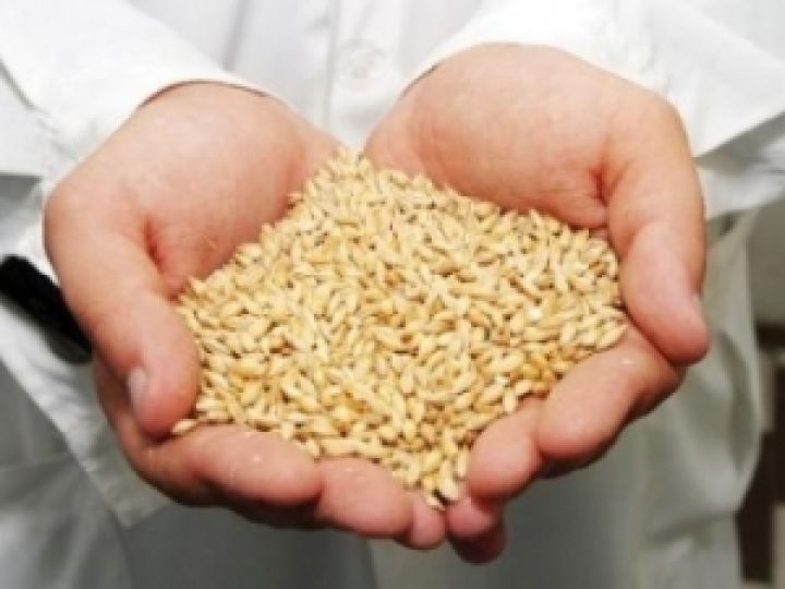 Госсельхозинспекция проверила качество зерна на Львовщине
