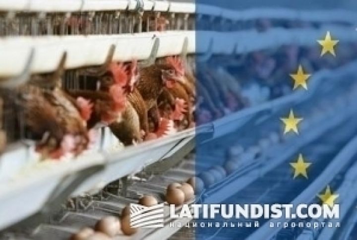 МХП начал поставки курятины в Голландию