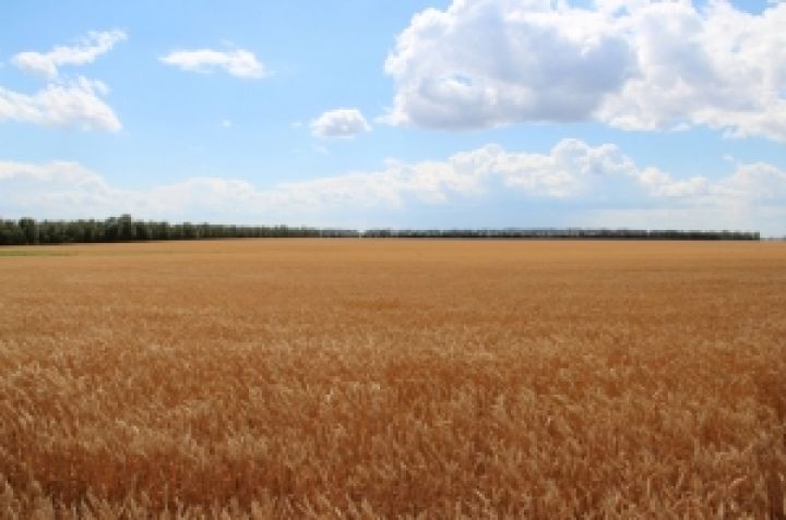 До конца года Украина экспортирует 15 млн т зерна — Присяжнюк