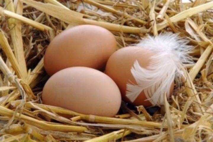 Производство яиц в Украине приведут к нормам ЕС