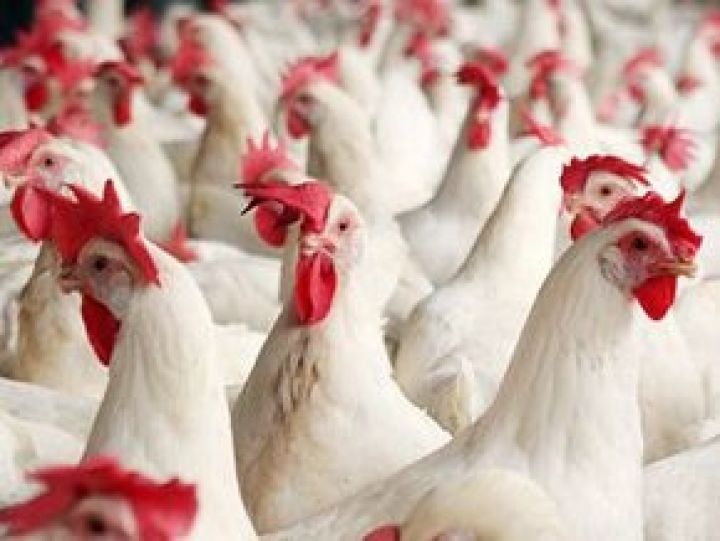 Многие птицефабрики Румынии могут обанкротиться