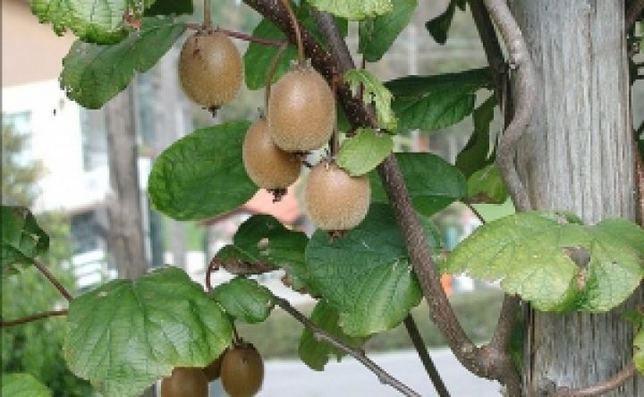 Вместо яблок на Закарпатье выращивают киви