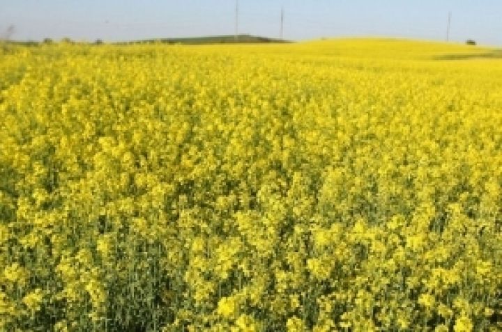 Объемы продаж семян рапса в Украине выросли на 70%