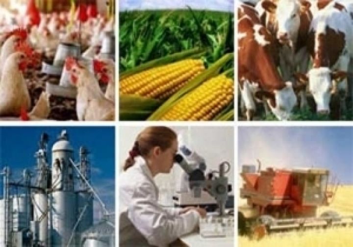 В Сумской области выросло производство сельхозпродукции