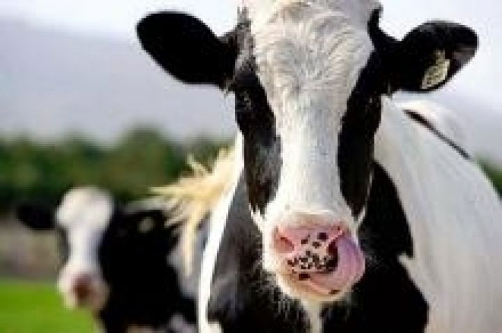 Депутаты предложили снизить пошлины на экспорт скота