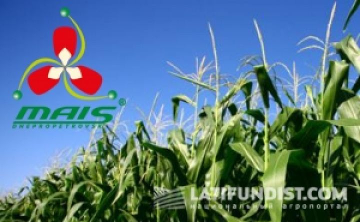 Маис вывела гибрид кукурузы урожайностью 205 ц/га