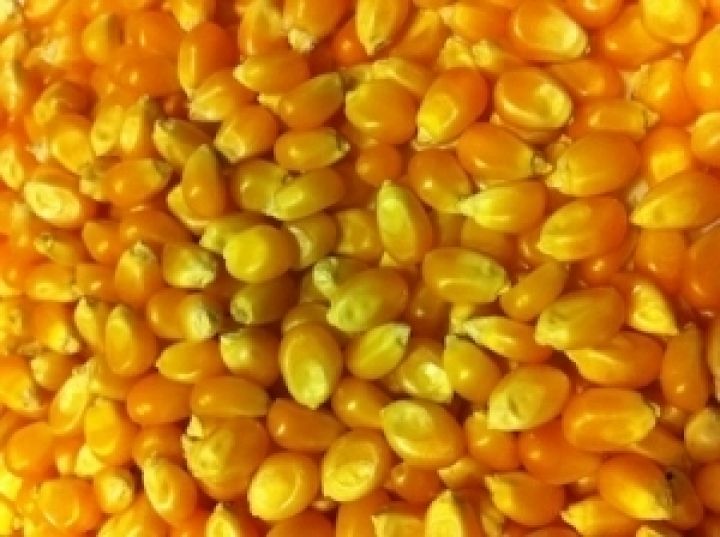 На орошаемых землях Херсонщины аграрии получили 120-200 ц/га кукурузы