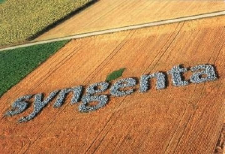 Syngenta планирует нарастить продажи семян в Украине на четверть
