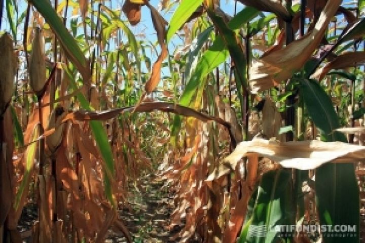 На Хмельниччине еще не собрано 20 тыс. га кукурузы