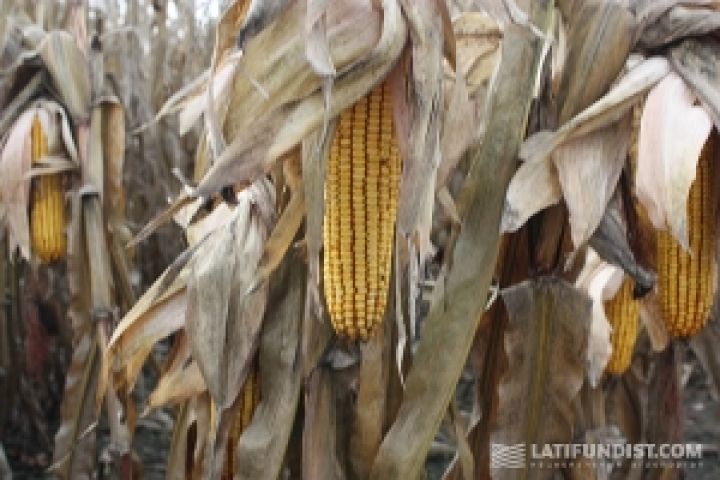 Украинские аграрии собрали почти 30 млн т кукурузы