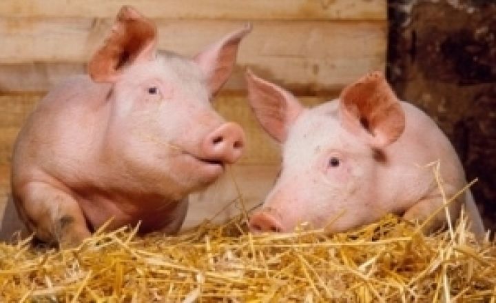 В Харьковской области поголовье свиней выросло в 1,7 раза