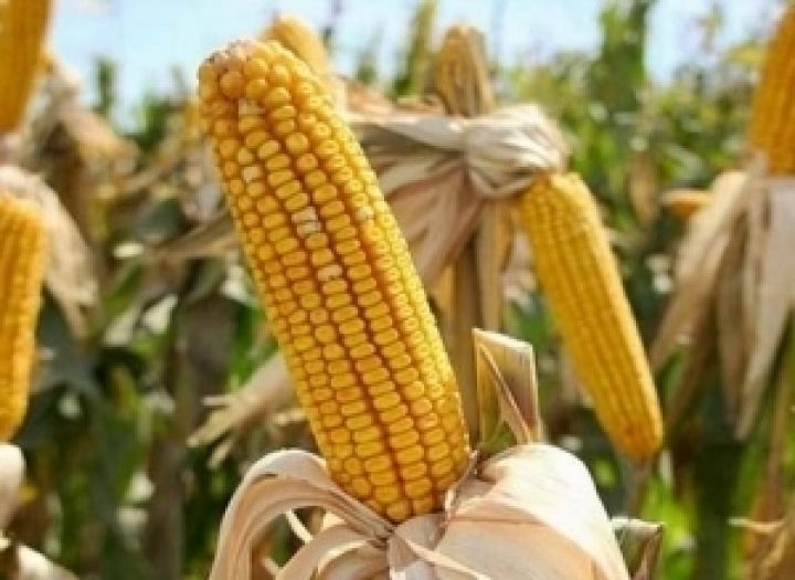 Высокая влажность кукурузы принесет убытки тернопольским аграриям