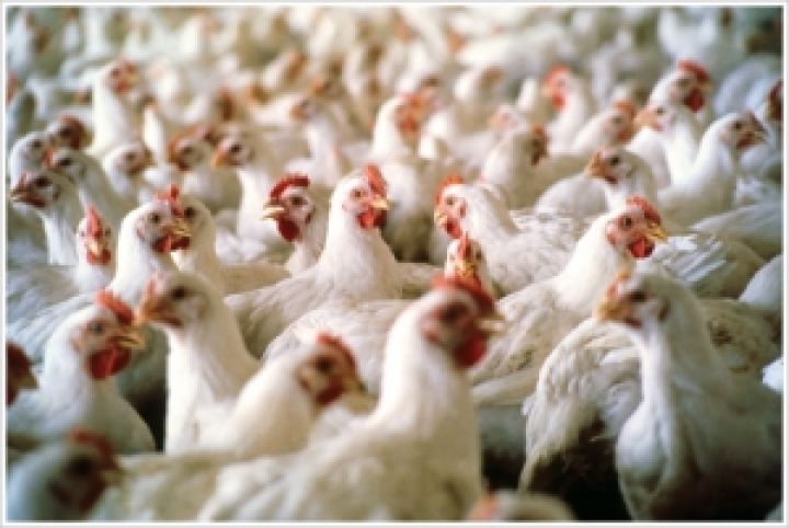 В Украине выросло производство мяса птицы