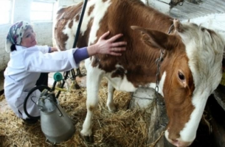 Винницкие аграрии получили более 30 млн грн дотации на животноводство