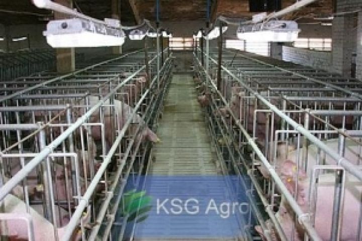 KSG Agro может начать экспорт свинины на азиатские рынки