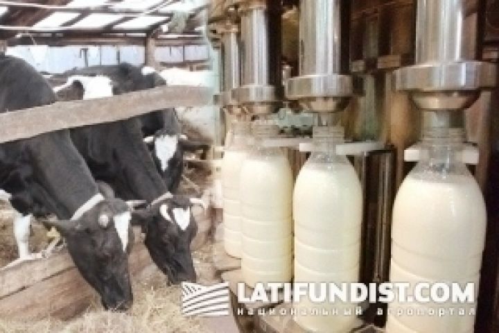 Минагропрод ожидает роста производства молока в Украине