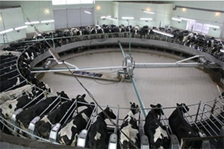 Петриковское молоко набирает производственные обороты