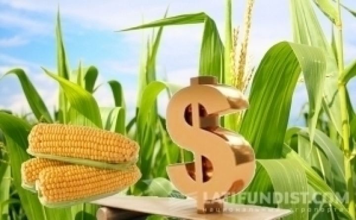 Аргентина наращивает темпы сева кукурузы